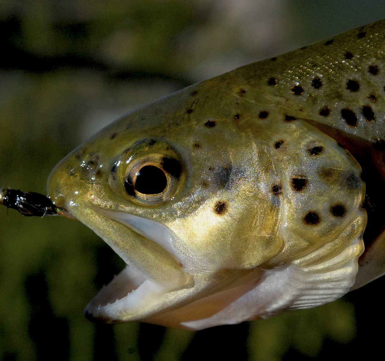 Brown Trout Reference Photos